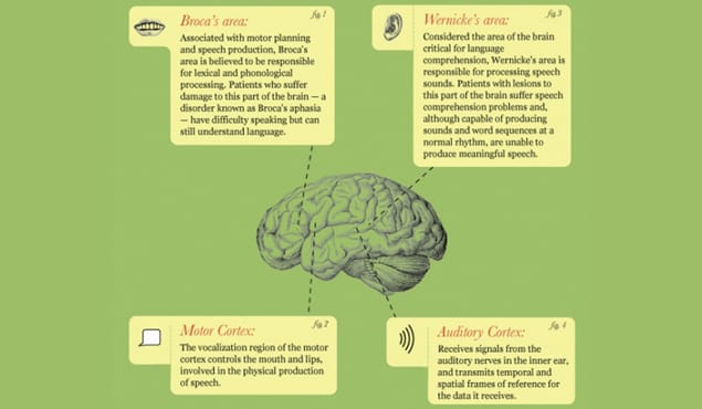 How the Brain Processes Language